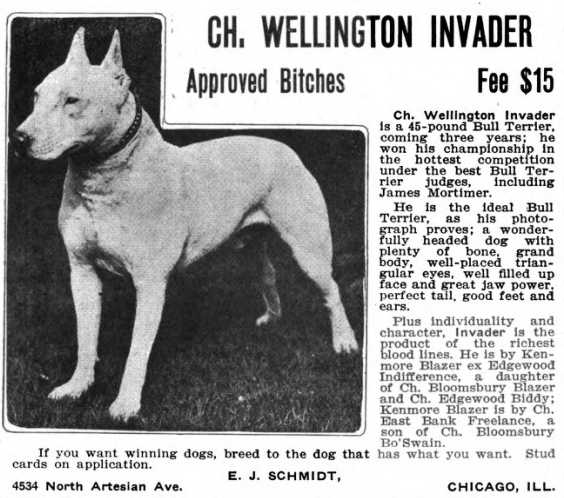 Wellington Invader