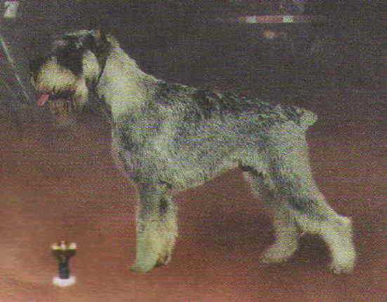 GREY TETIS GVIDON