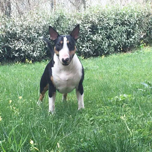 Bullistorgame Thay Sbully At Bullistar Nose