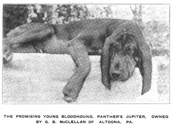 Panther's Jupiter