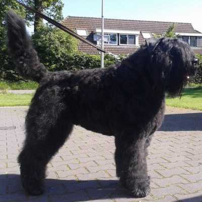 Tyson Balou v. 't Wie Dach-ie