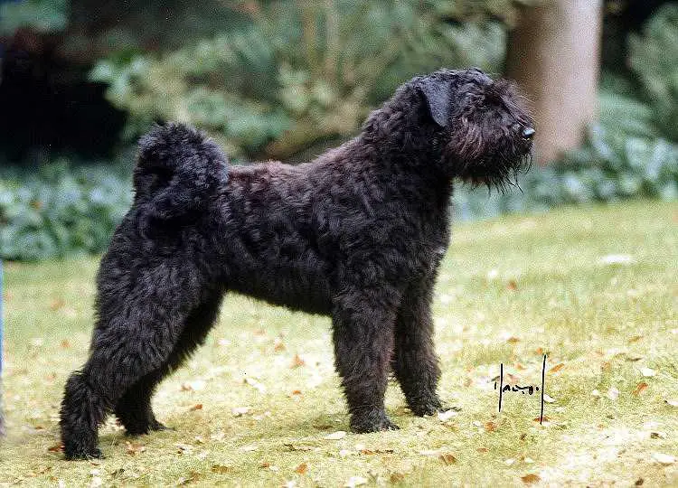 Balou Puck v.'t Wie Dach-ie
