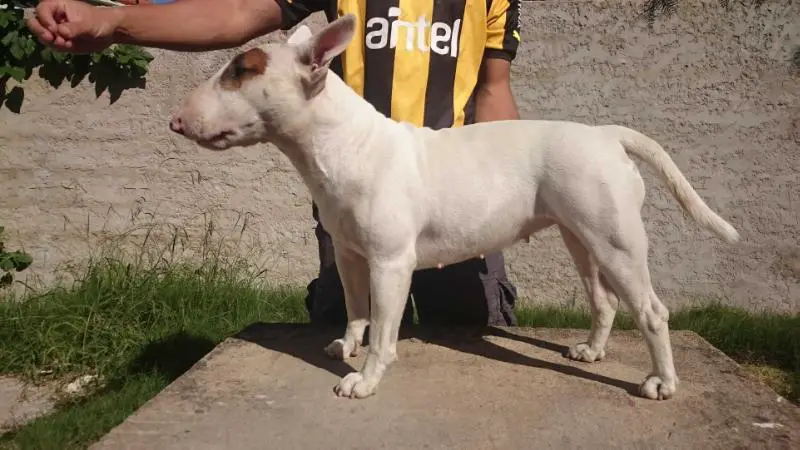 DIANA DE OLIMPO PETS