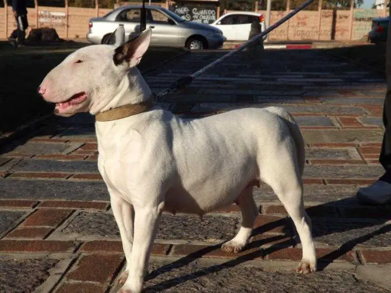 AFRODITA DE OLIMPO PETS