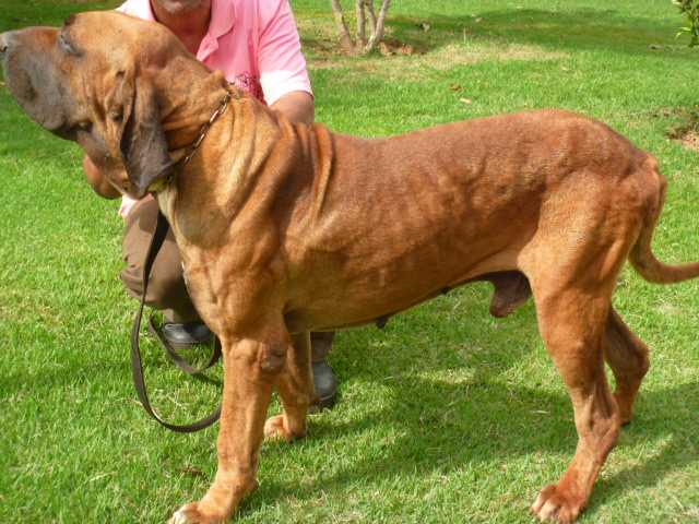 Xirú Chão de Goiás