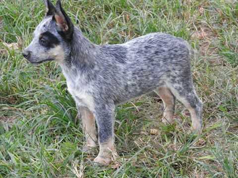 PEPE BLUE HEELER SELIVON