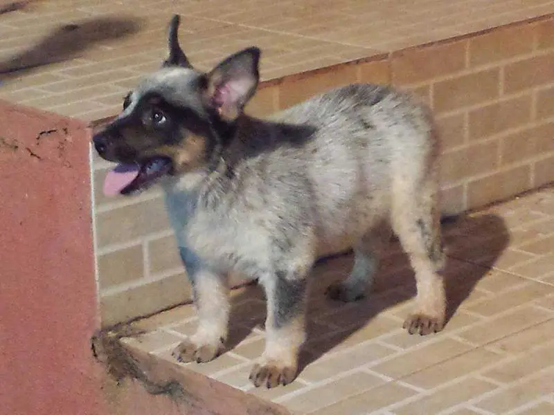 BATMAN BLUE HEELER SELIVON