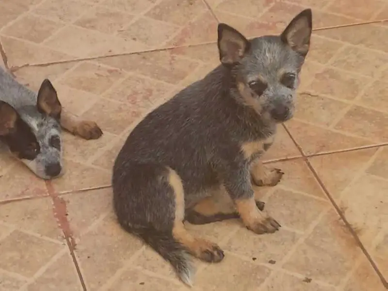 INDIA BLUE HEELER SELIVON
