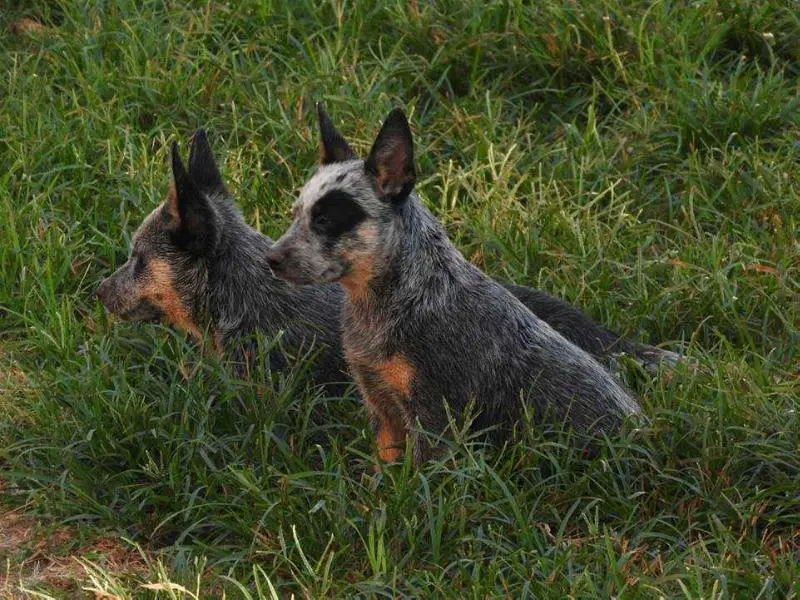 JUJUBA BLUE HEELER SELIVON