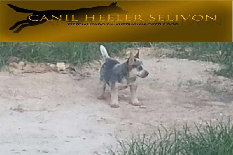 TEXAS HEELER SELIVON