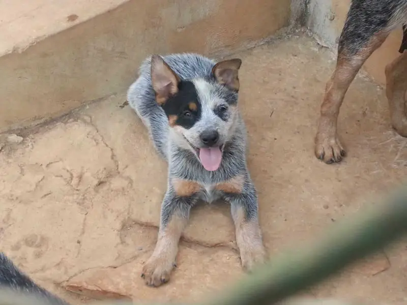 EL BACO HEELER SELIVON