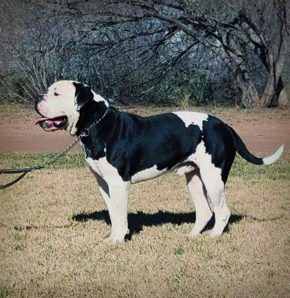 TNA's Valor aka Maximus of Sumner's Bulldogs