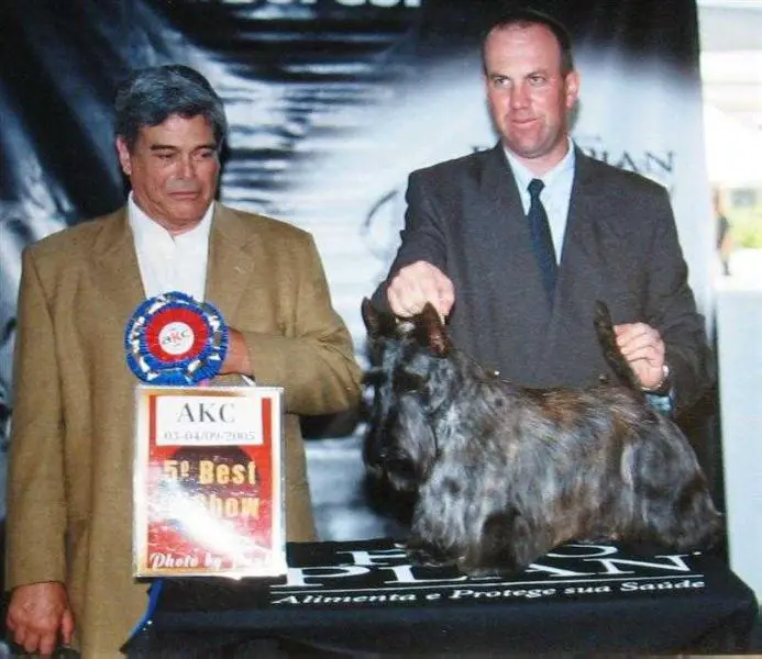 Dynasty's The Lion King