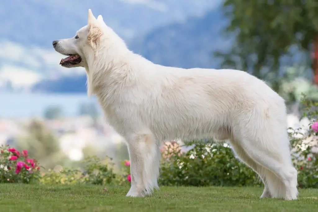 Dexter z Chaty Leona