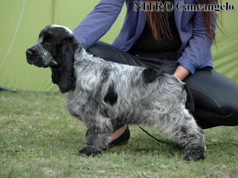 NITRO Caneangelo