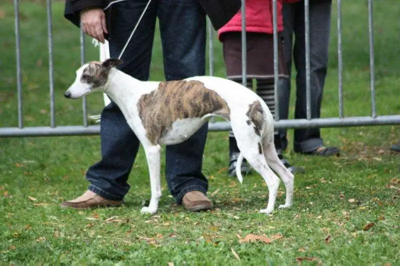 DAME ARWEN de Kénosha