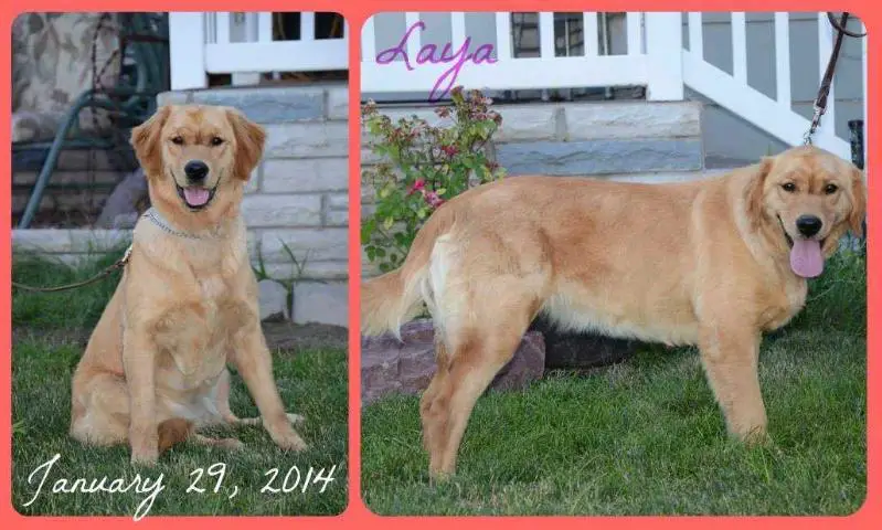 CK'S Princess Laya