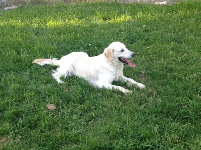 CK'S Golden Zoey