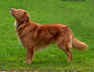 Shaggy Toller's Zilver Zimba