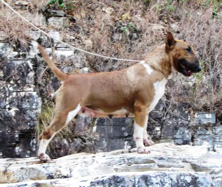 Cora Coralina kadesh Bravun Terrier