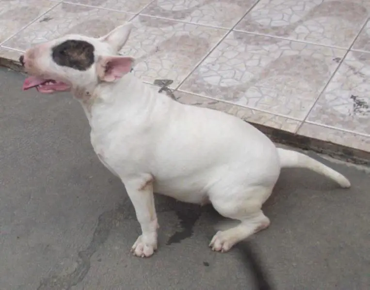 Missie Yoda Kadesh Family