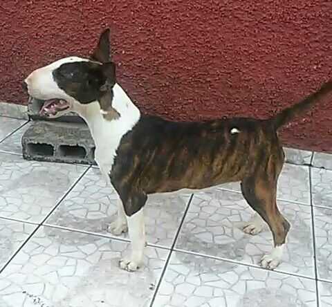Maria de Bravun Terrier