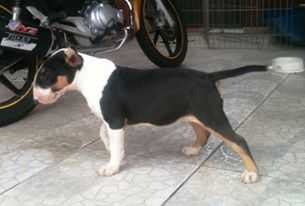 Ararat Secrets Bravun Terrier
