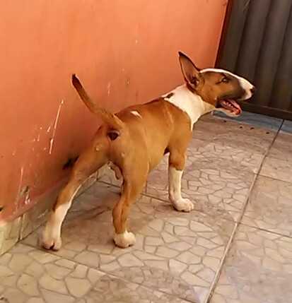 Golden Jans Franbull Bravun Terrier