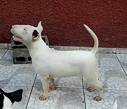 Barbara de Bravun Terrier