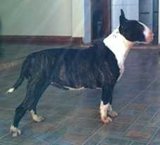 Namaste Bravun Terrier