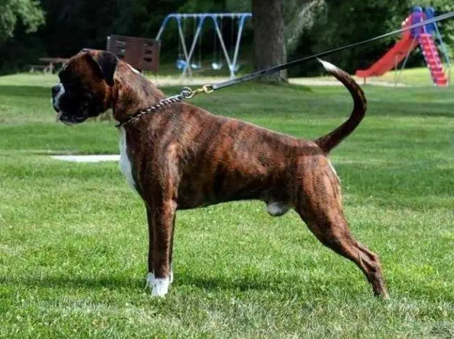 BIS x 2 2018, BOS 2017, Best Brindle Youth Male Sieger 2016 Freddie Athena's Dream