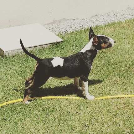 Tom de Bravun Terrier