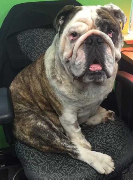Britbull Super Nova