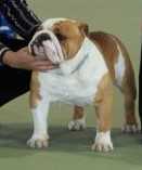 Britbull Bart Iggins