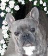 HRH Sir Frankington Fitzallen