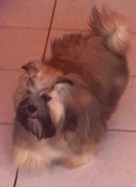 RMoretto Cane Sweetest Sugar