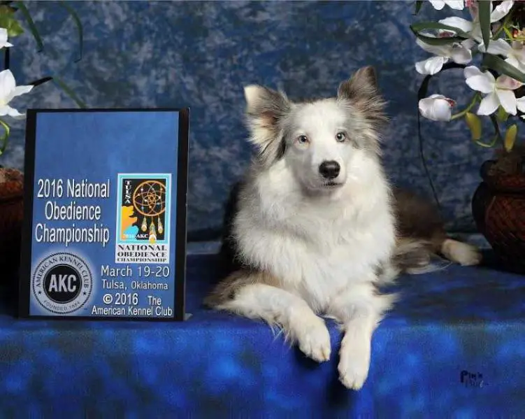 Companion's Rhapsody in Blue