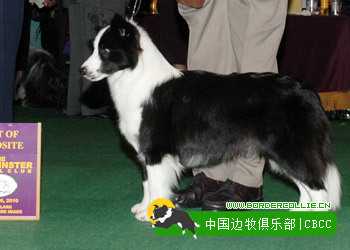 SportingField Little Sufer Girl
