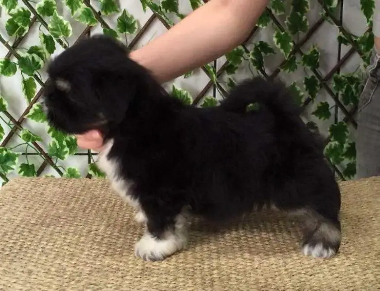 RMoretto Cane Black Beauty
