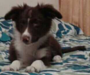 RURYS LUCA