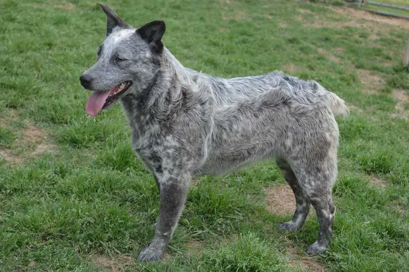 Roberts' Ranch Gunpowder N'Lead