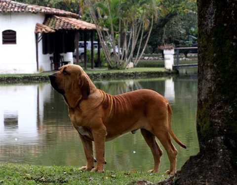 Zenedini Zidane do Rincão Violento