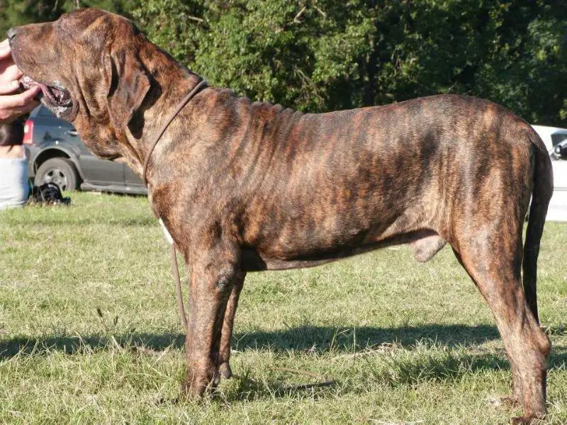 Aramis do Senamby