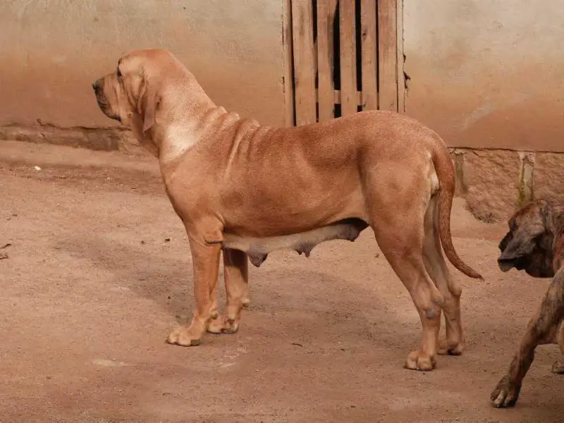 Fortalesa Rehbahn Angelina Jolye
