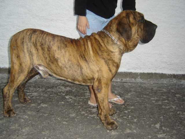 Tupa do Rincão Violento