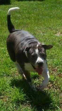 Florida's Skyetanna of BAK (Blair Alapaha Kennel)