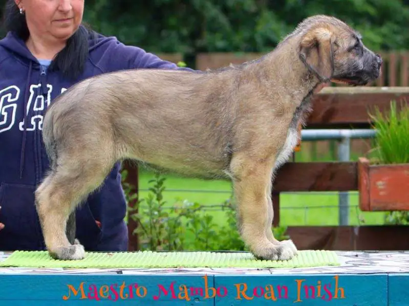 Maestro Mambo Roan Inish