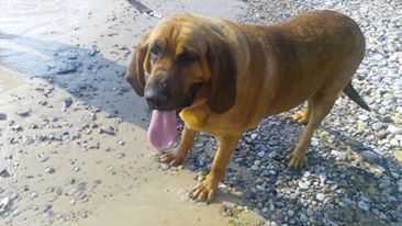 Kleibers Kopper Girl