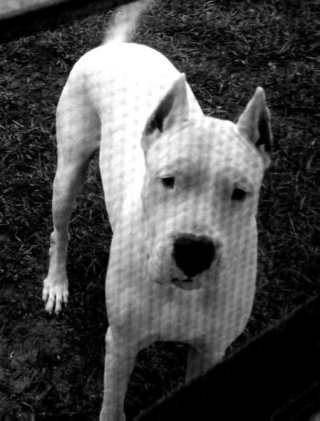 Gone To The Dogos Sonova