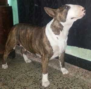 Mora Rojas
